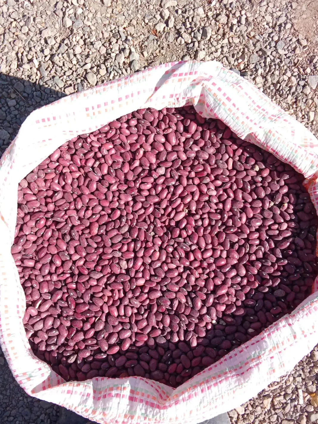 لوبیا قرمز|خوردنی و آشامیدنی|آوج, |دیوار