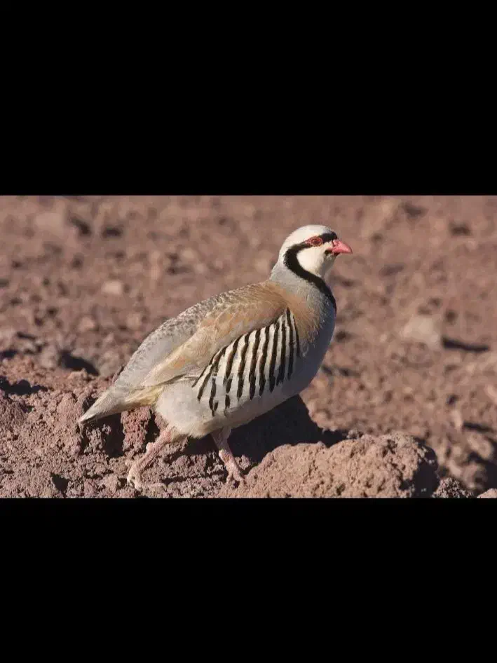 بلدرچین کوهی دانه ۷۰تومن وفروش تخم نطفه دار|حیوانات مزرعه|مشهد, جانباز|دیوار
