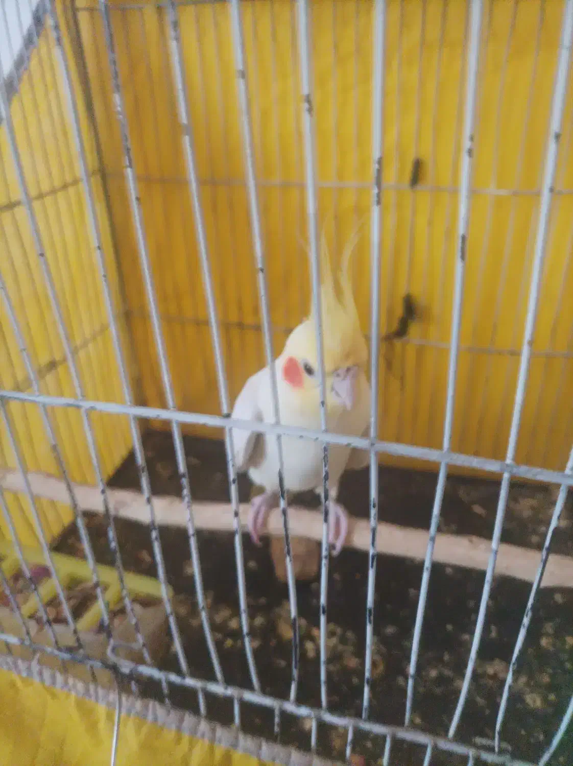 عروس هلندی نر|پرنده|درمیان, |دیوار