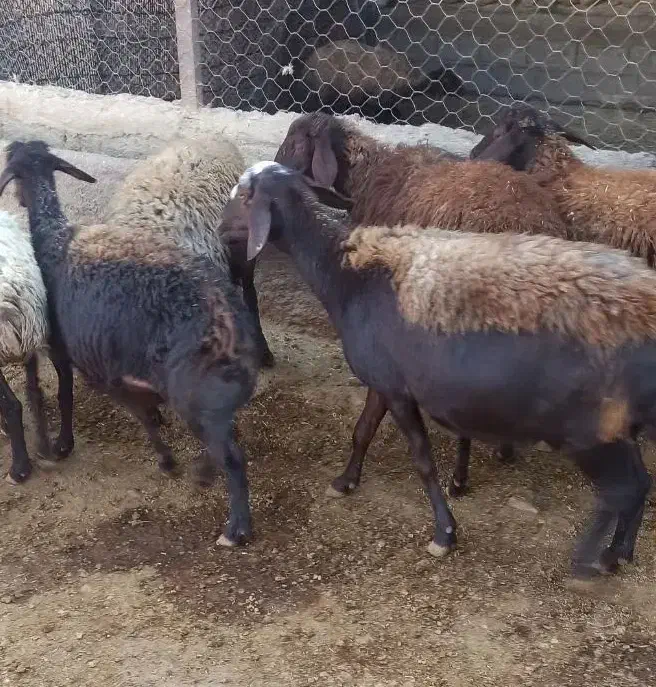 میش آبستن میش بره|حیوانات مزرعه|کوهدشت, |دیوار