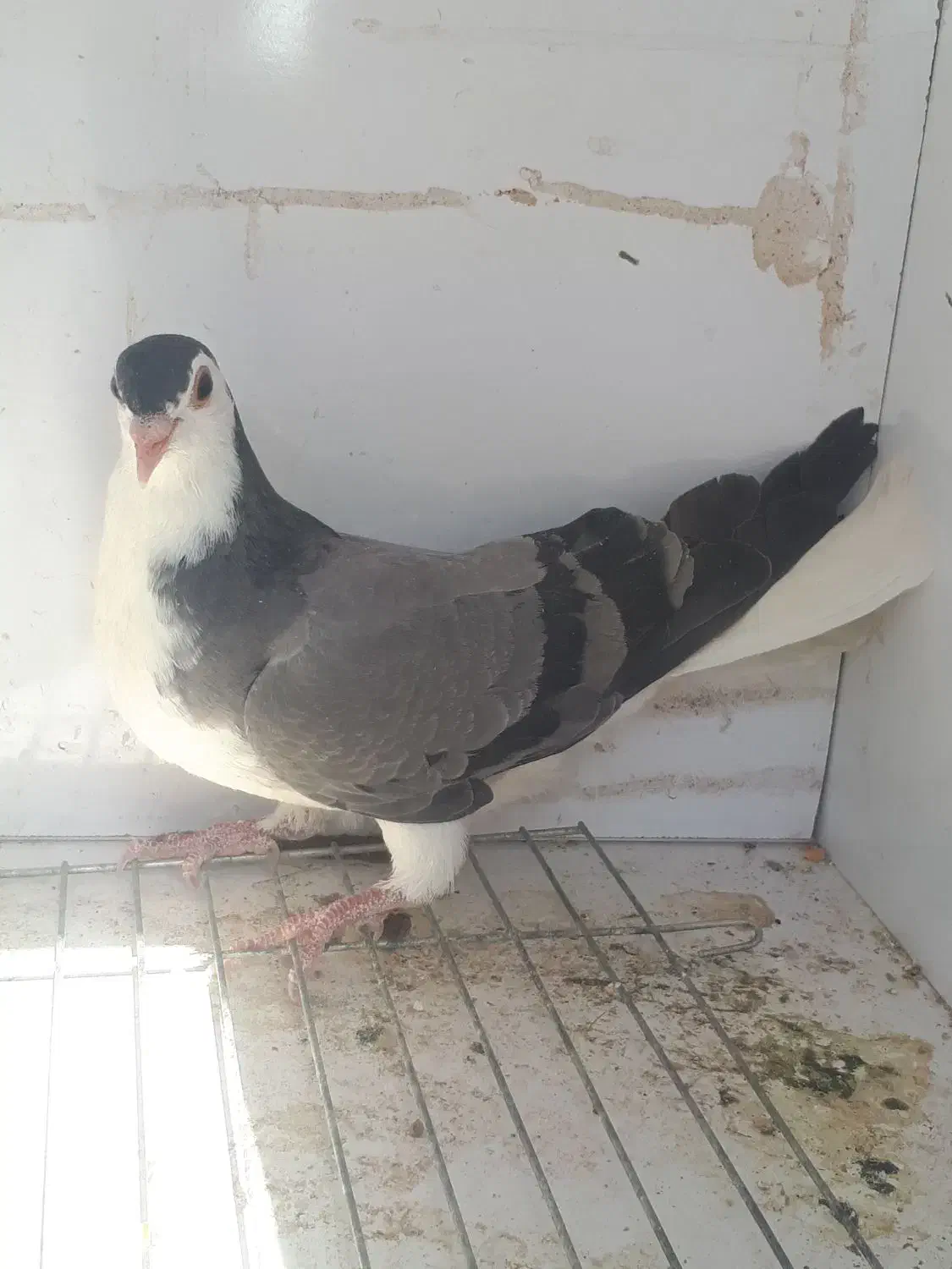 دمگیر مفلق|حیوانات|اصفهان, همدانیان|دیوار