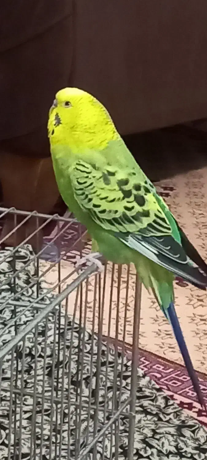 مرغ‌عشق‌‌..نر‌ مست.|پرنده|فردیس, ثابتی|دیوار