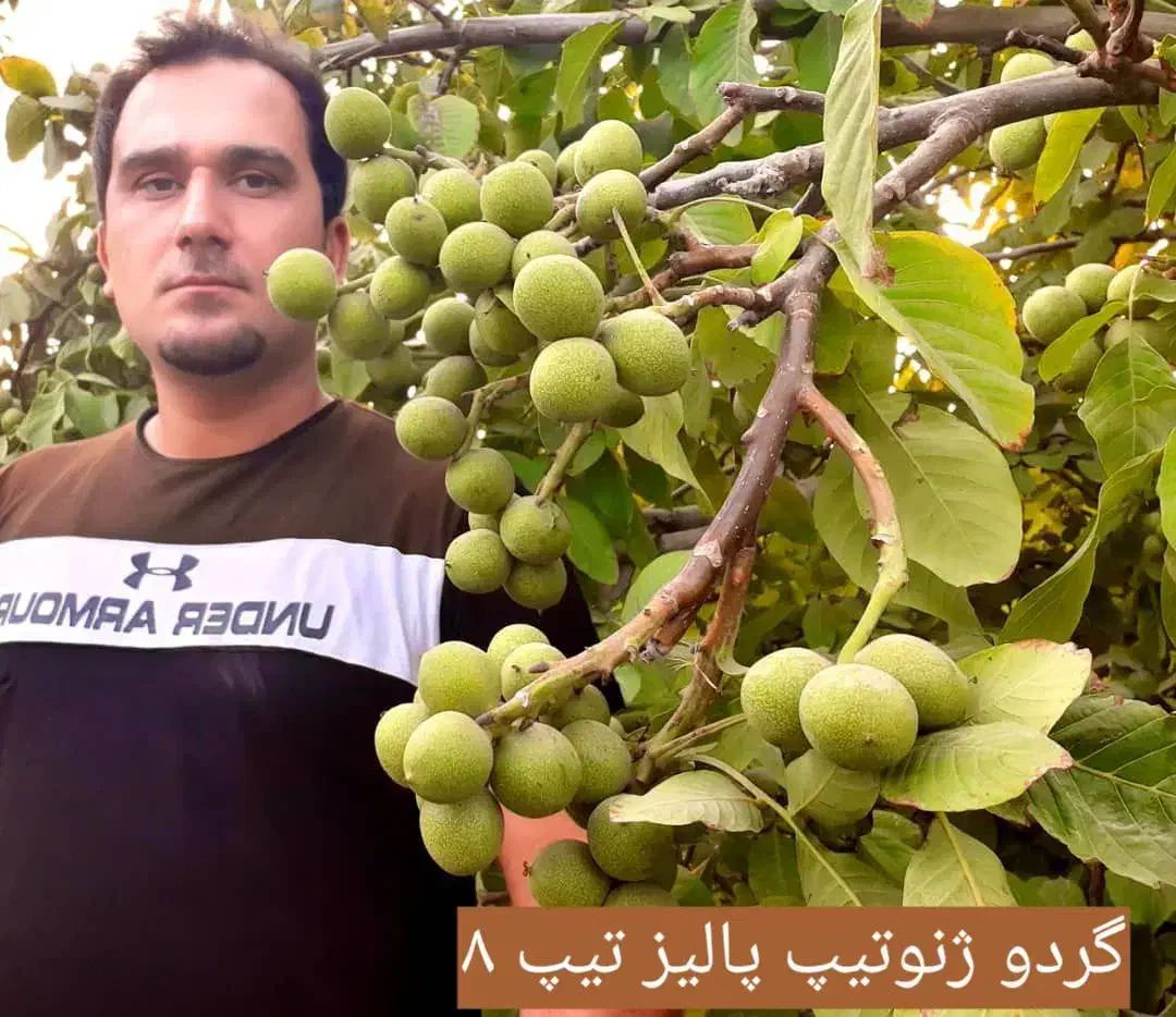 نهالستان پسته و ارقام متنوع میوه های پربار.|خدمات باغبانی و درختکاری|شال, |دیوار