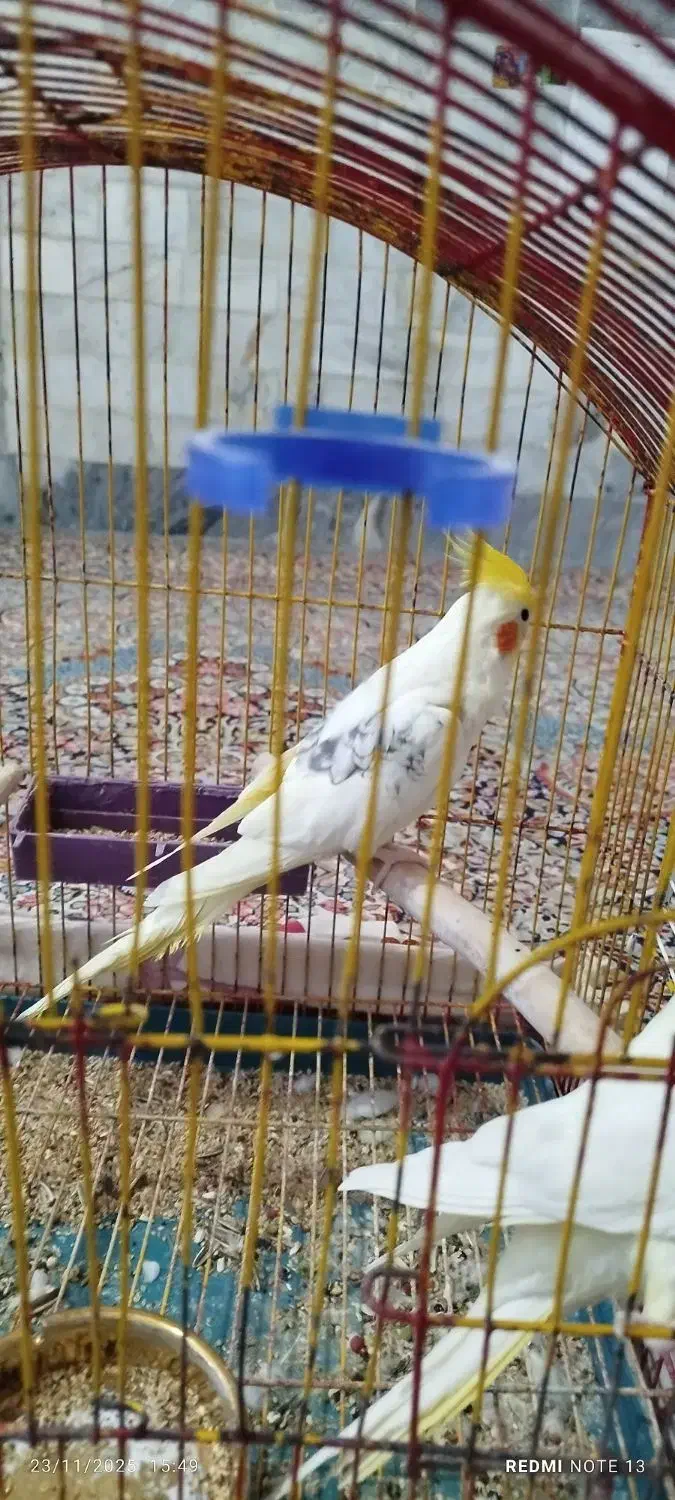 عروس هلندی|پرنده|کلاله, |دیوار