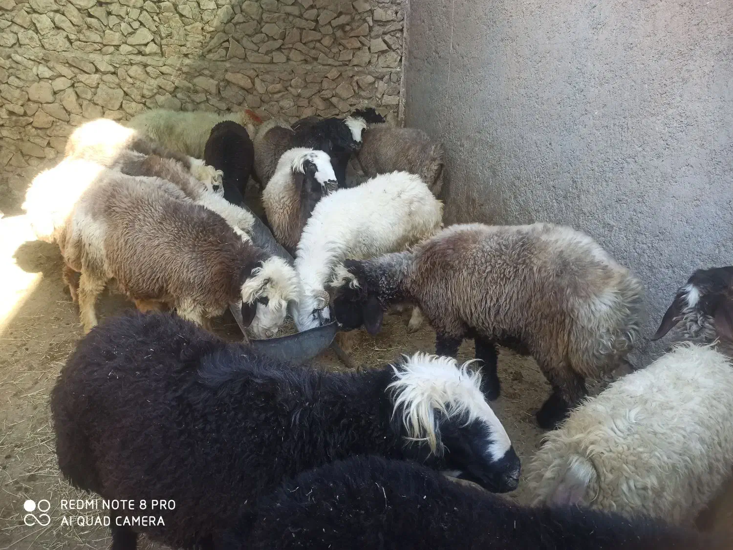 بره پرواری|حیوانات مزرعه|ارم, |دیوار