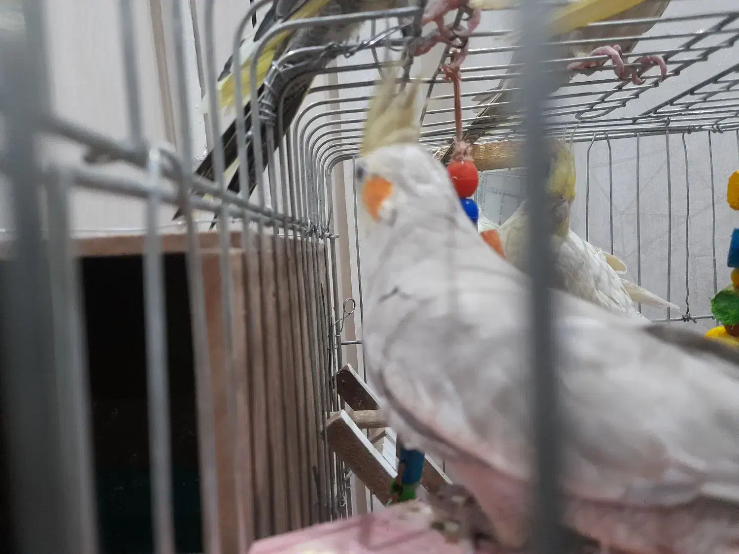 عروس هلندی دستی|پرنده|تاکستان, |دیوار