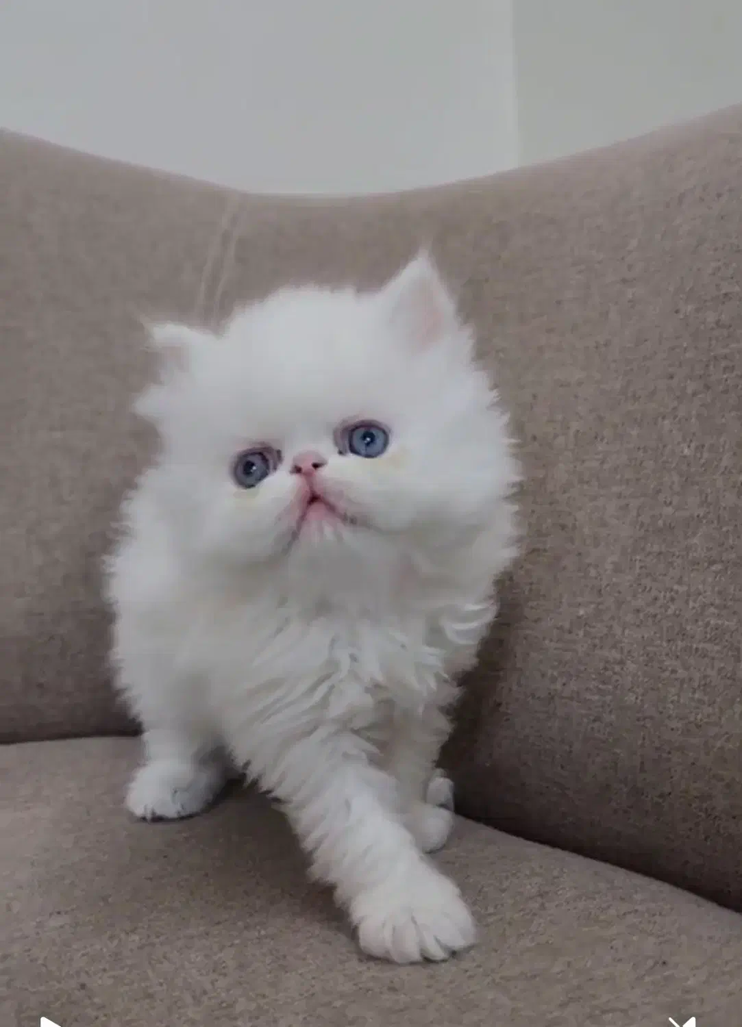 پرشین سفید|گربه|کرج, کوی کارمندان شمالی|دیوار