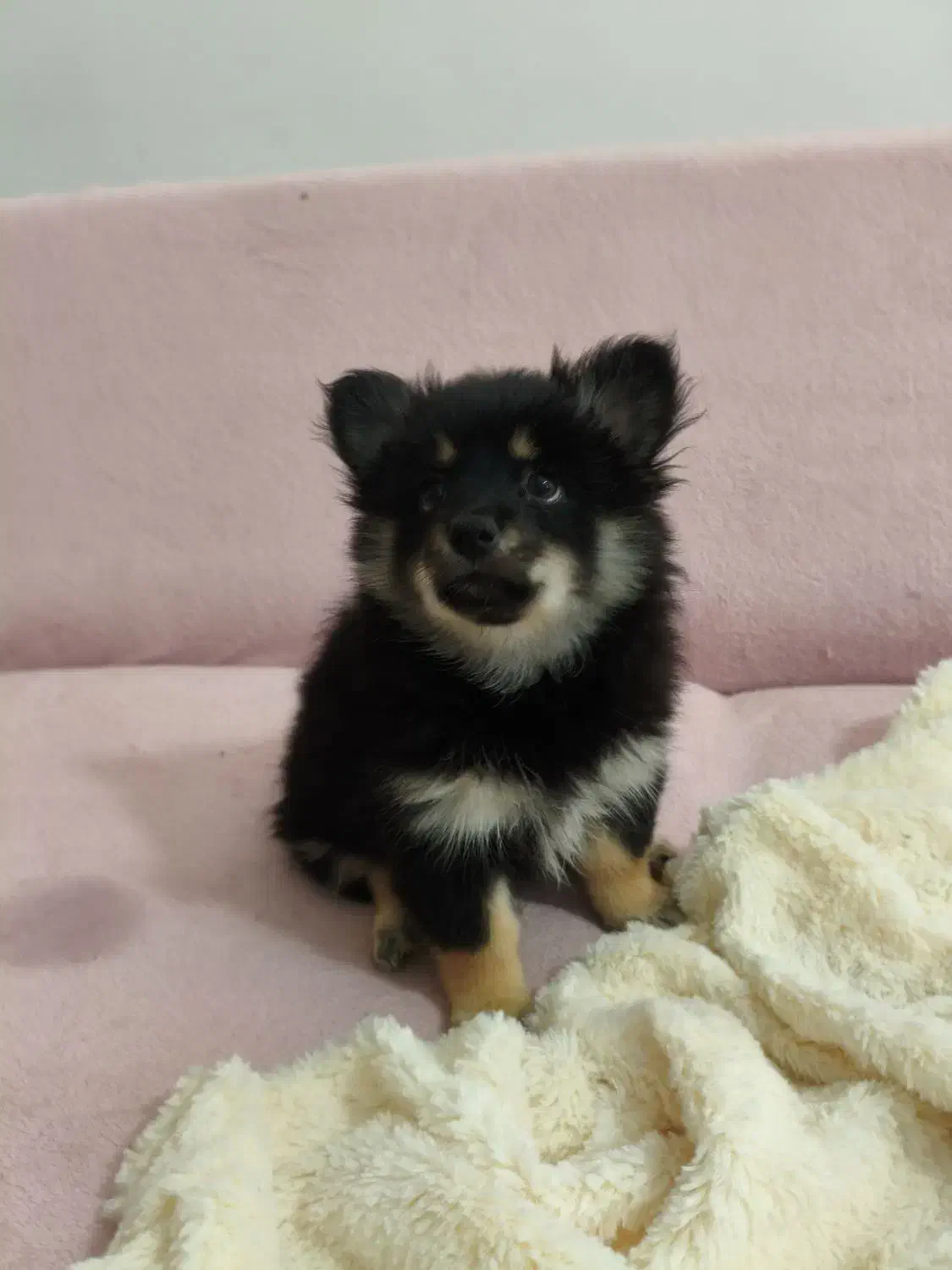 توله پامرانین زیبا و آموزش پذیر|سگ|مشهد, هنرور|دیوار