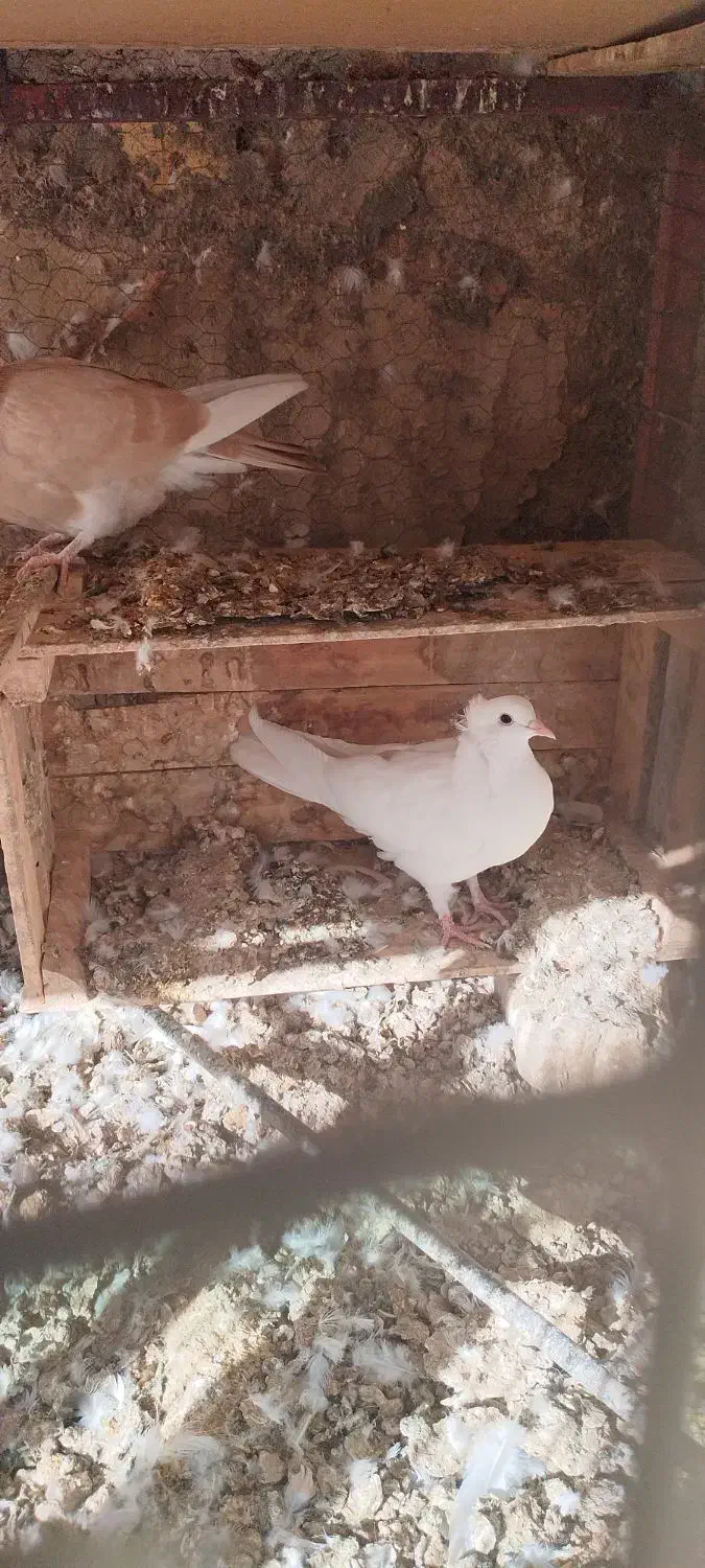 کبوتر دمگیر|پرنده|مبارکه, |دیوار