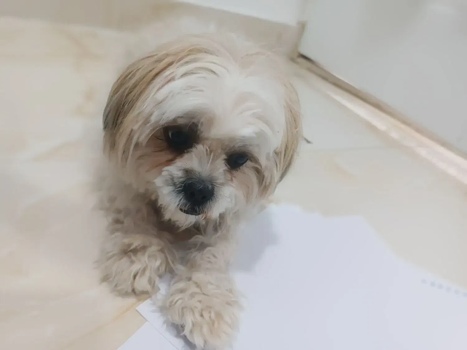 واگذاری سگ شیتزو|سگ|سقز, |دیوار