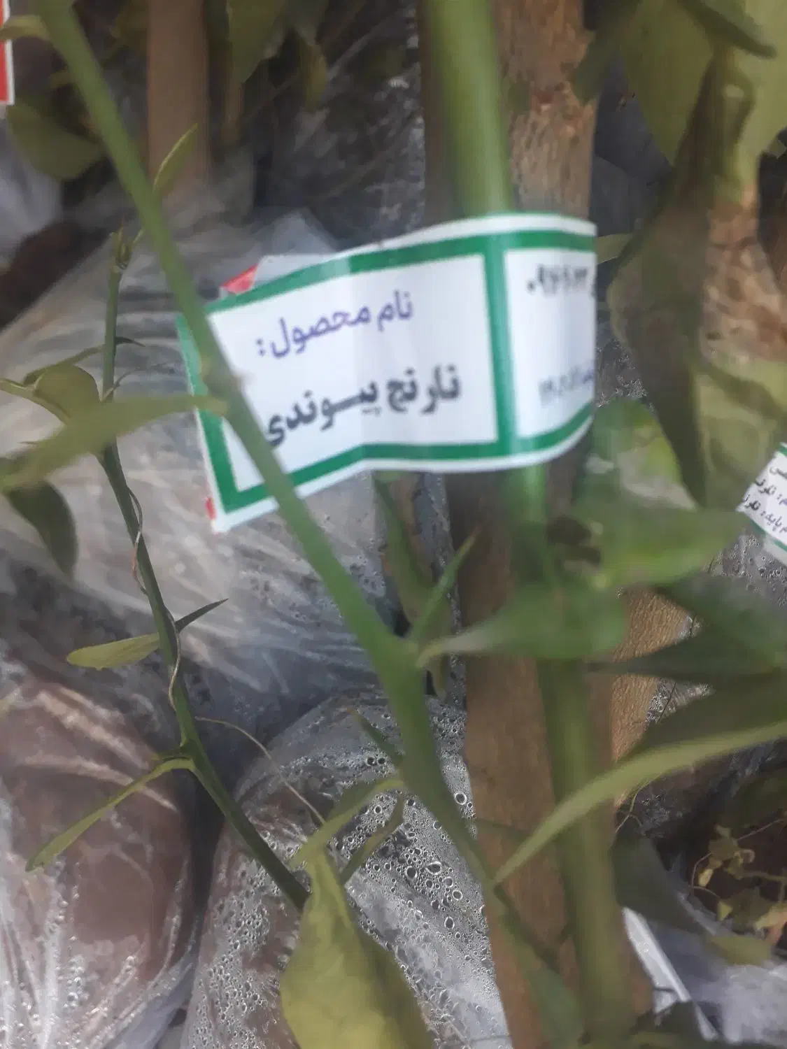 درخت|گل و گیاه طبیعی|آبادان, |دیوار