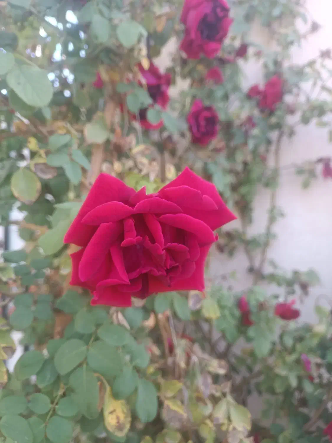 ممنون میشم راهنمایی کنید|فعالیت داوطلبانه|خوی, |دیوار