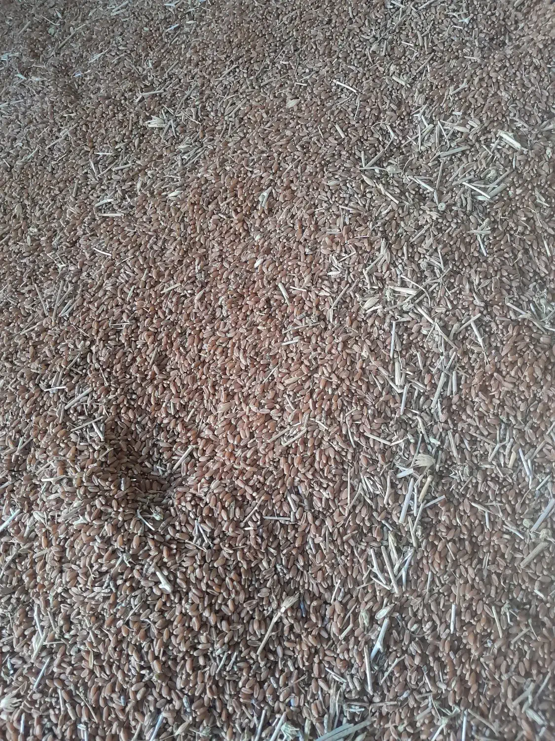 گندم  بذر   ۲۶۰۰۰|خدمات باغبانی و درختکاری|آبپخش, |دیوار