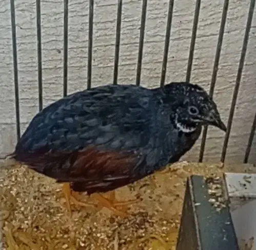 بلدرچین مینیاتوری|حیوانات مزرعه|حمیدیا, |دیوار