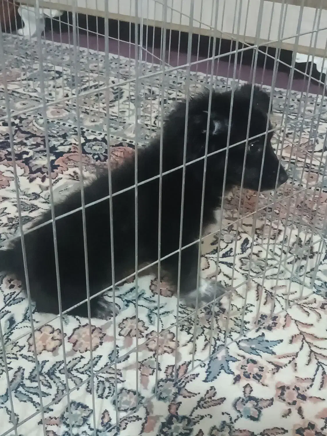 سگ پامر|سگ|ایرانشهر, |دیوار