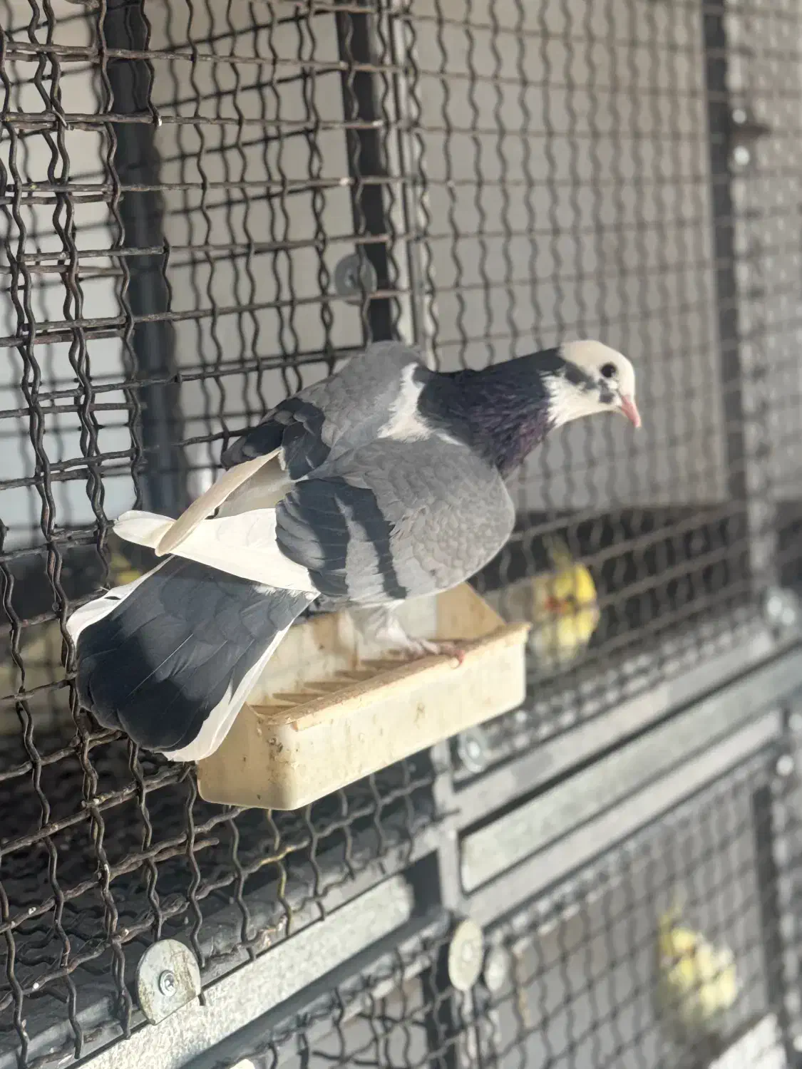 کبوتر|پرنده|ساری, |دیوار