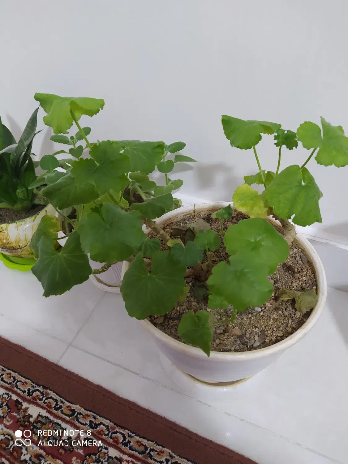 چند عدد گل وگلدان|گل و گیاه طبیعی|بوکان, |دیوار