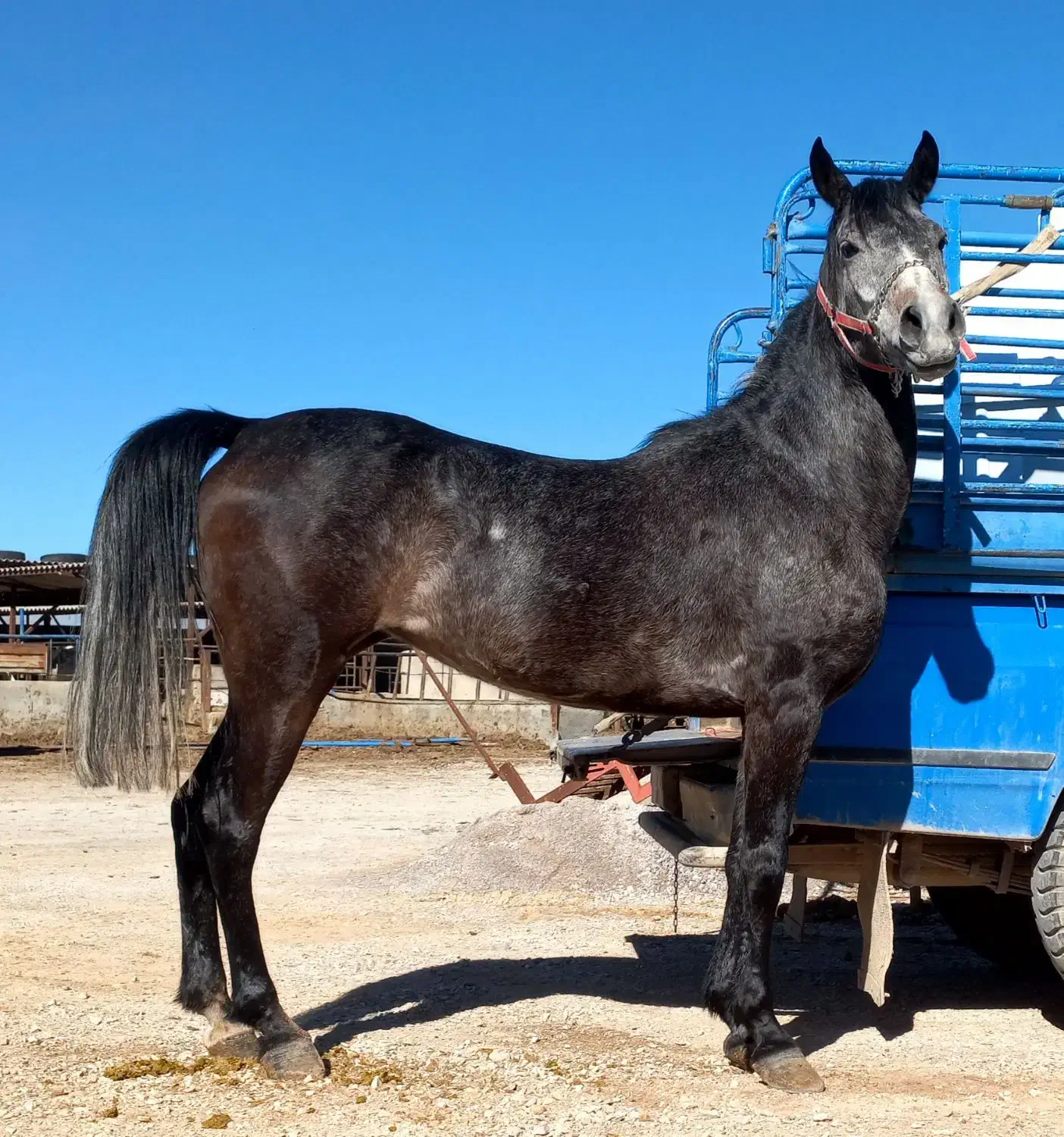 مادیان|اسب و تجهیزات اسبسواری|مبارکه, |دیوار