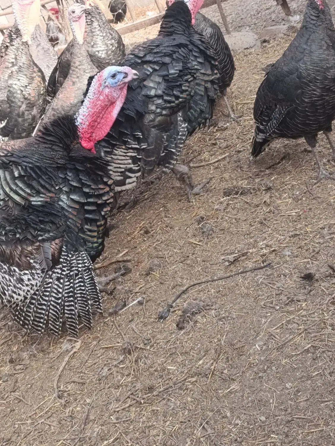 بقلمون .مرغ گلین .طوسی چناران .|حیوانات مزرعه|مشهد, امیریه|دیوار