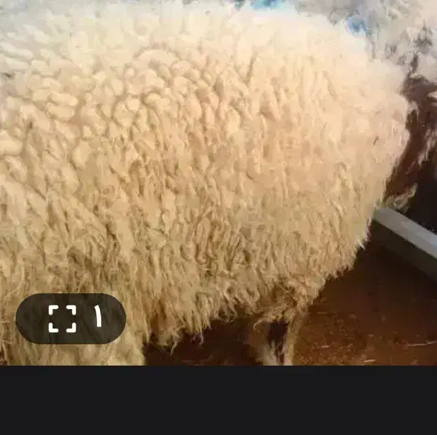 دو عدد بره نر|حیوانات مزرعه|ایرانشهر, |دیوار