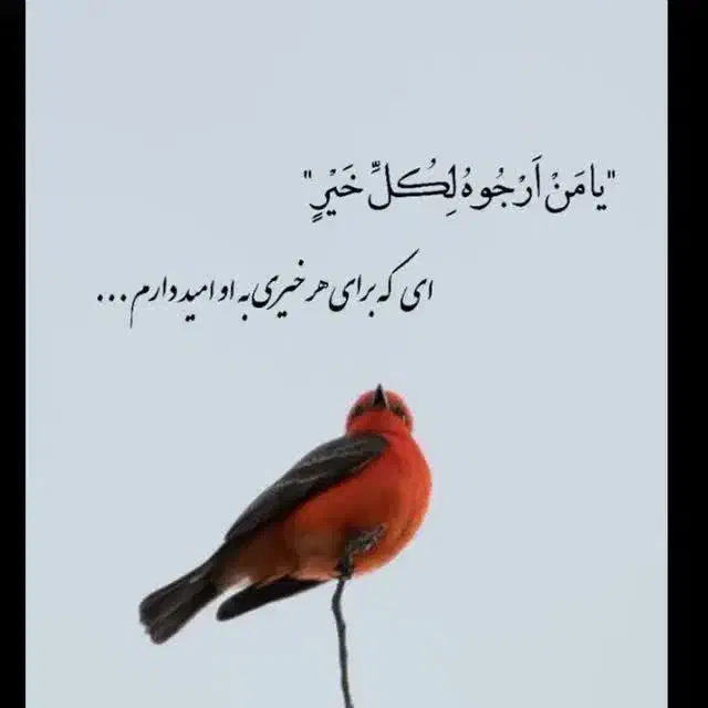 جویای کار|فعالیت داوطلبانه|قائم‌شهر, |دیوار