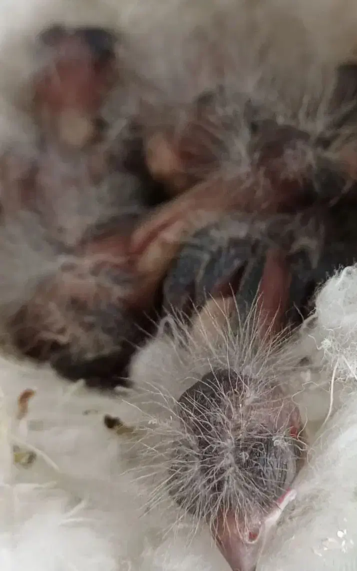 جوجه سهره قناری  با بهترین سرلاک بزرگ شدن|پرنده|کرج, شهرک اوج|دیوار