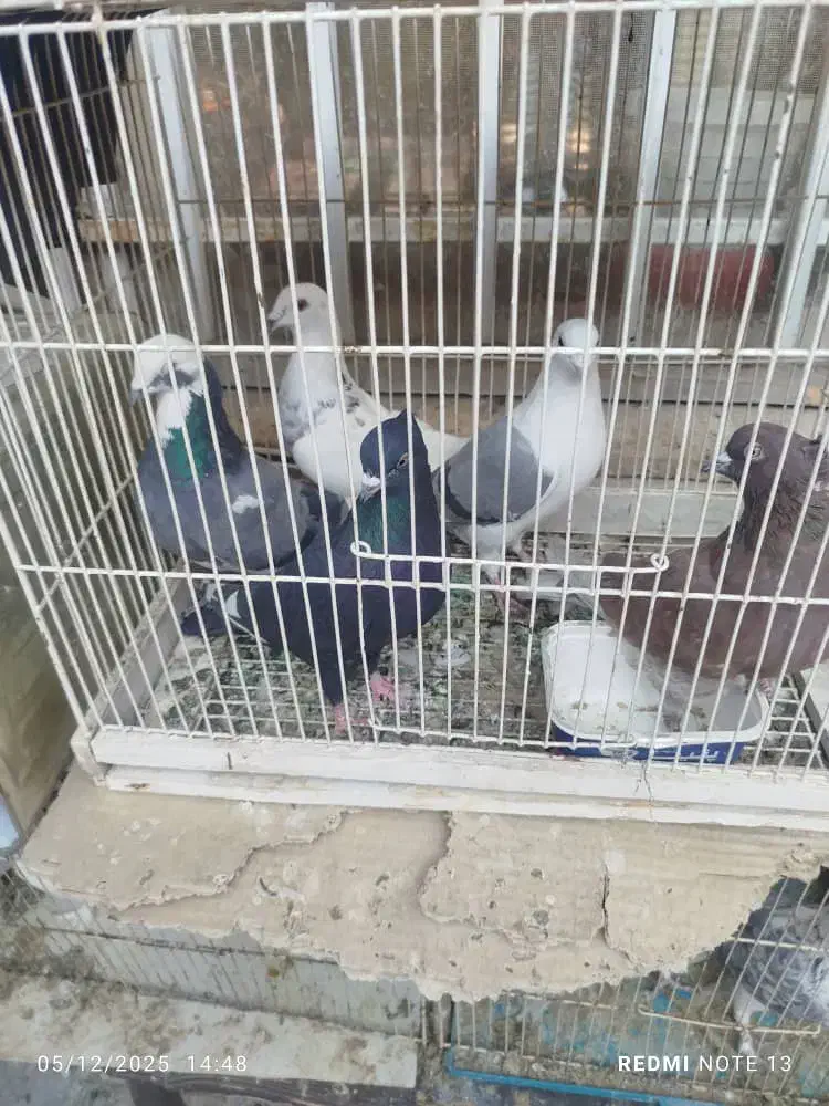 دوردکبوتر|پرنده|شیراز, سعدیه شمالی|دیوار