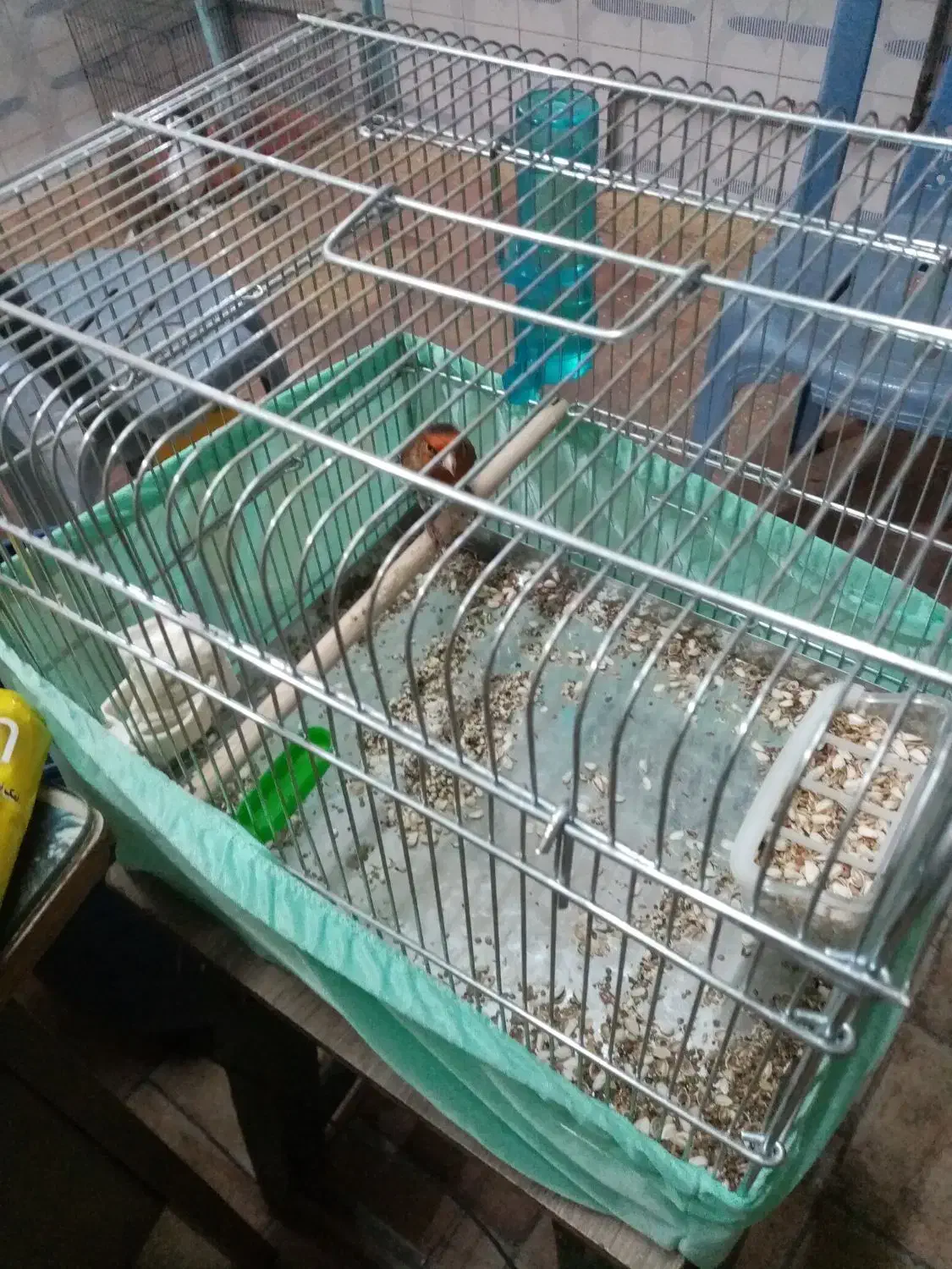 سهره قناری نر بخون|پرنده|ارومیه, |دیوار