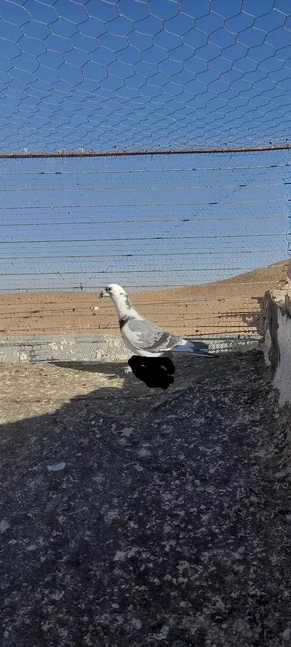 سلام کبوتر|پرنده|تربتحیدریه, پائین ولایت|دیوار