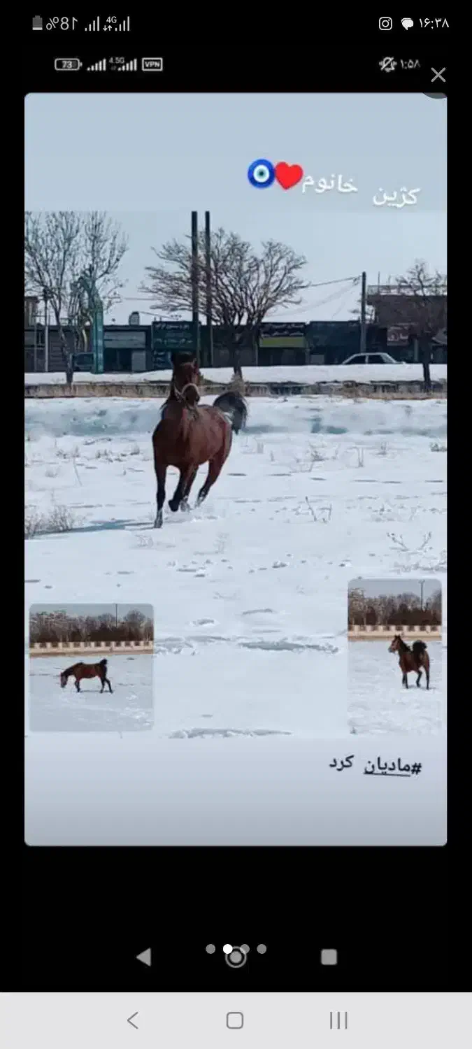 اسب|اسب و تجهیزات اسبسواری|اراک, |دیوار