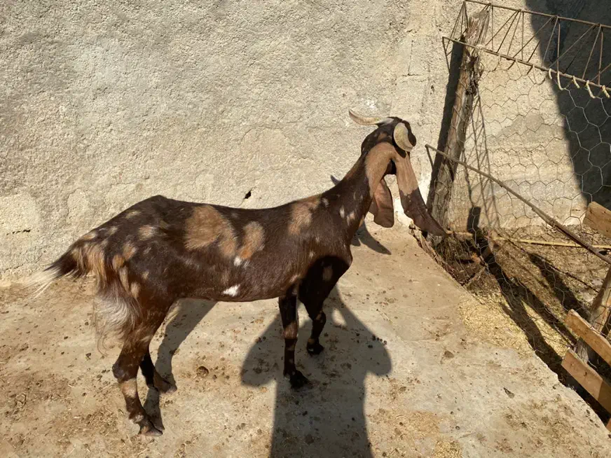 بز درگ باکستانی درجه یک قیمت 20 مقطوع|حیوانات مزرعه|بندر کنگان, |دیوار