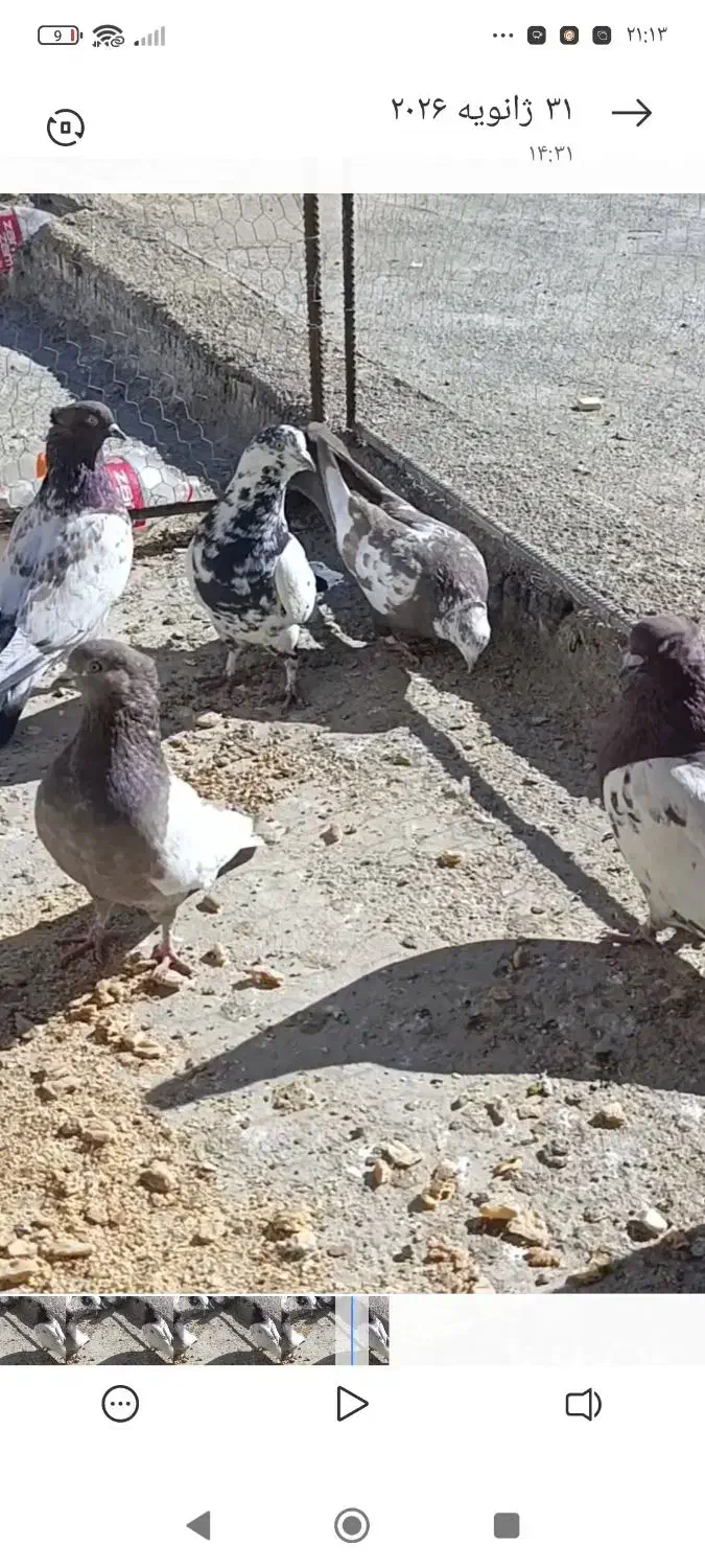 کبوتر پرشی دونه ۲۰۰|پرنده|آباده, |دیوار