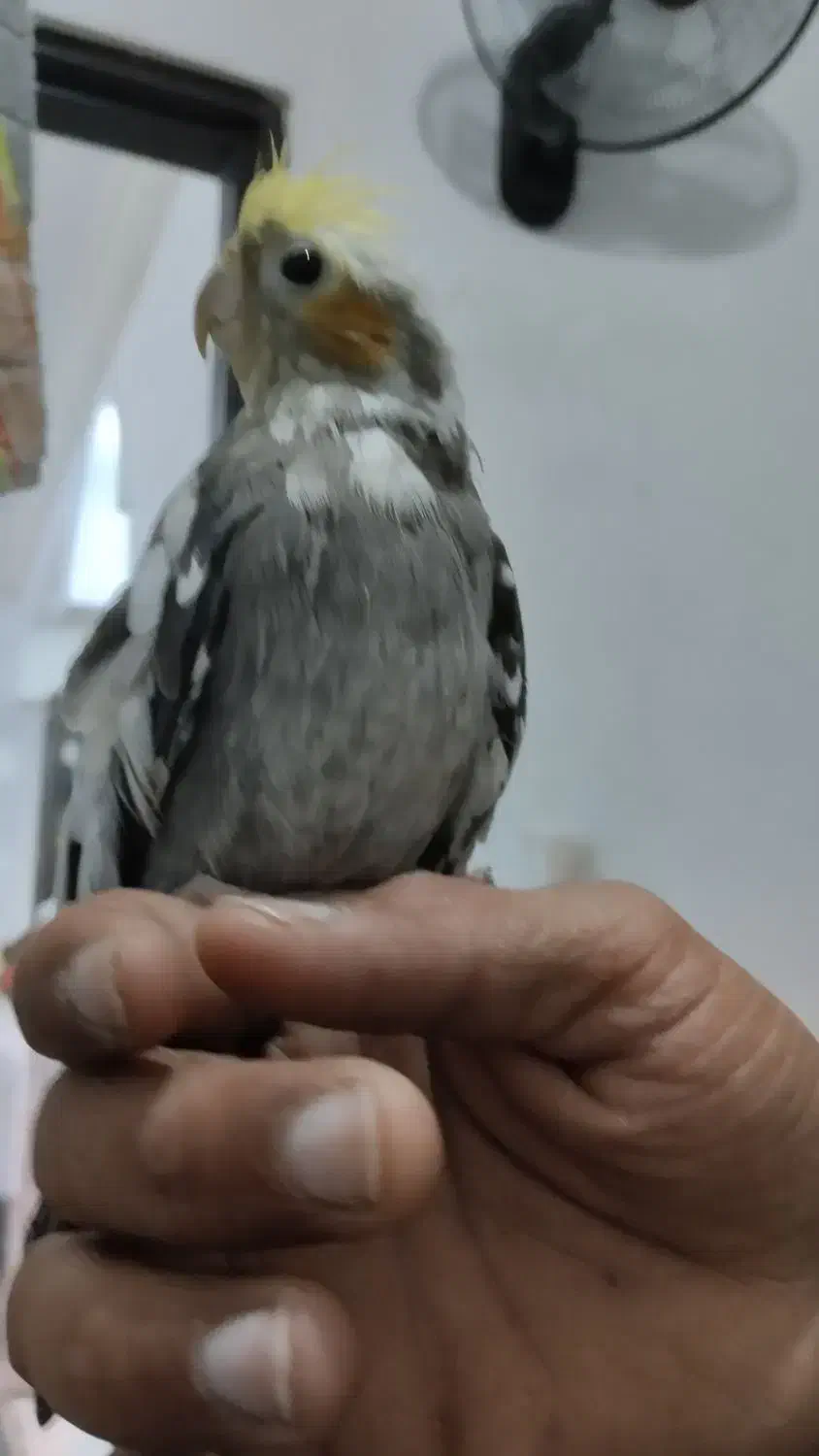 عروس نر سخنگو|پرنده|قشم, |دیوار