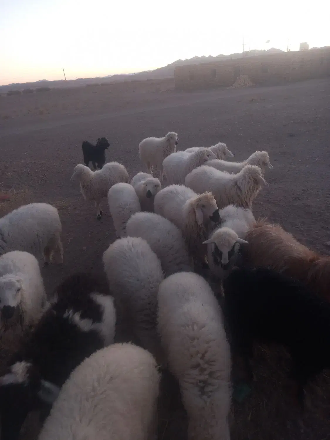 بره نر و ماده مناسب داشت و پرواری و کشتن|حیوانات مزرعه|جلگه ماژان, |دیوار