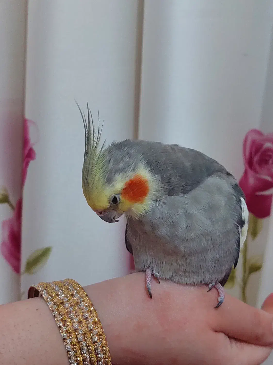 عروس هلندی نر|پرنده|سلمان‌شهر, |دیوار