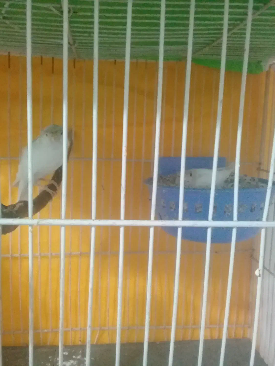 قناری|پرنده|مشهد, بلال|دیوار