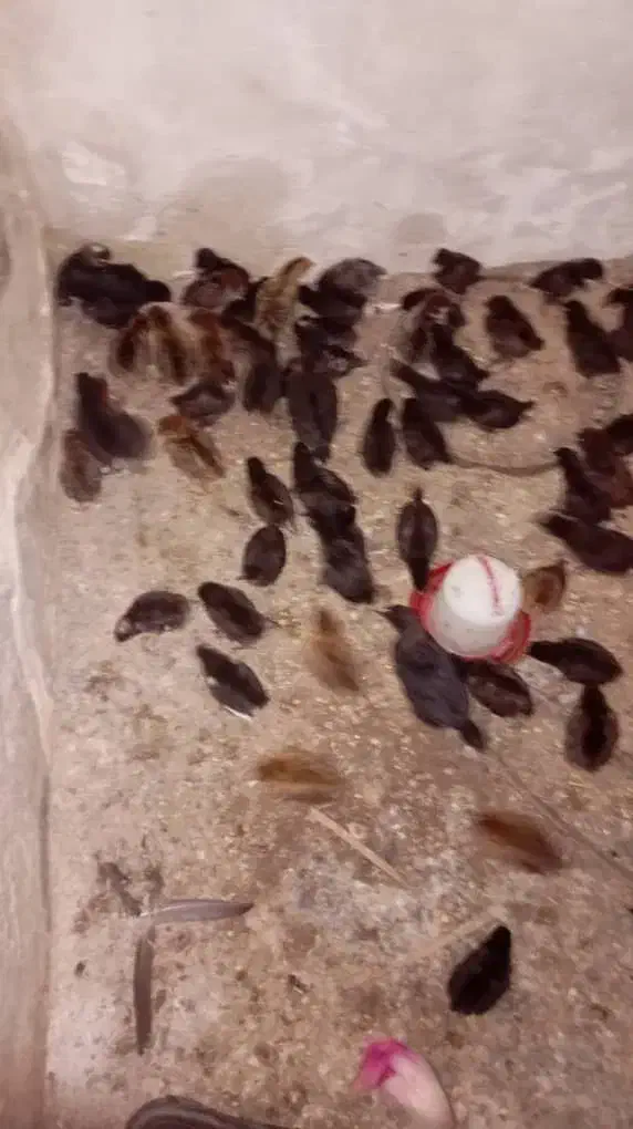 جوجه مرغ خورموج|حیوانات مزرعه|خورموج, |دیوار