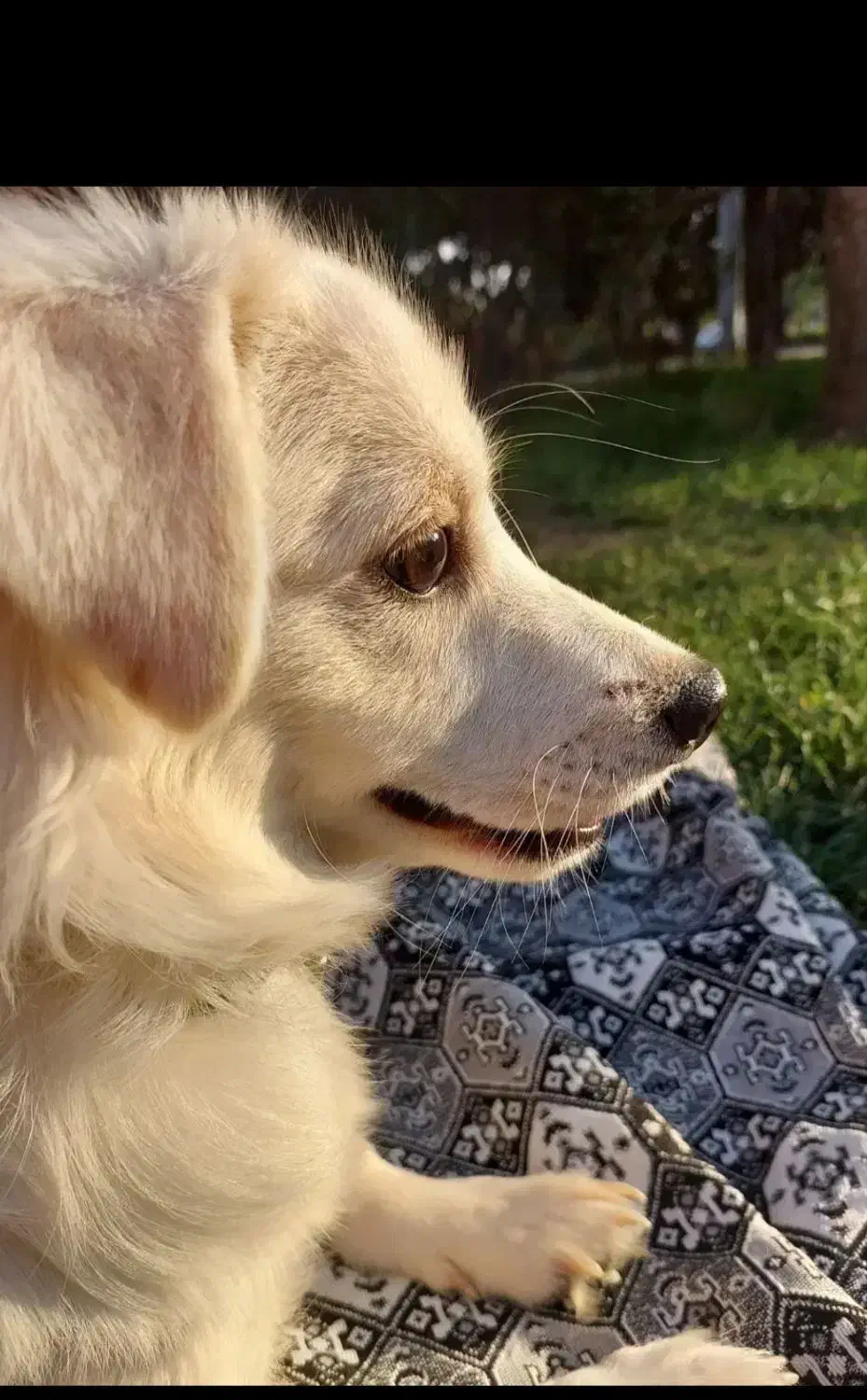 روباهی نر فروش یا معاوضه|سگ|خرمآباد, |دیوار