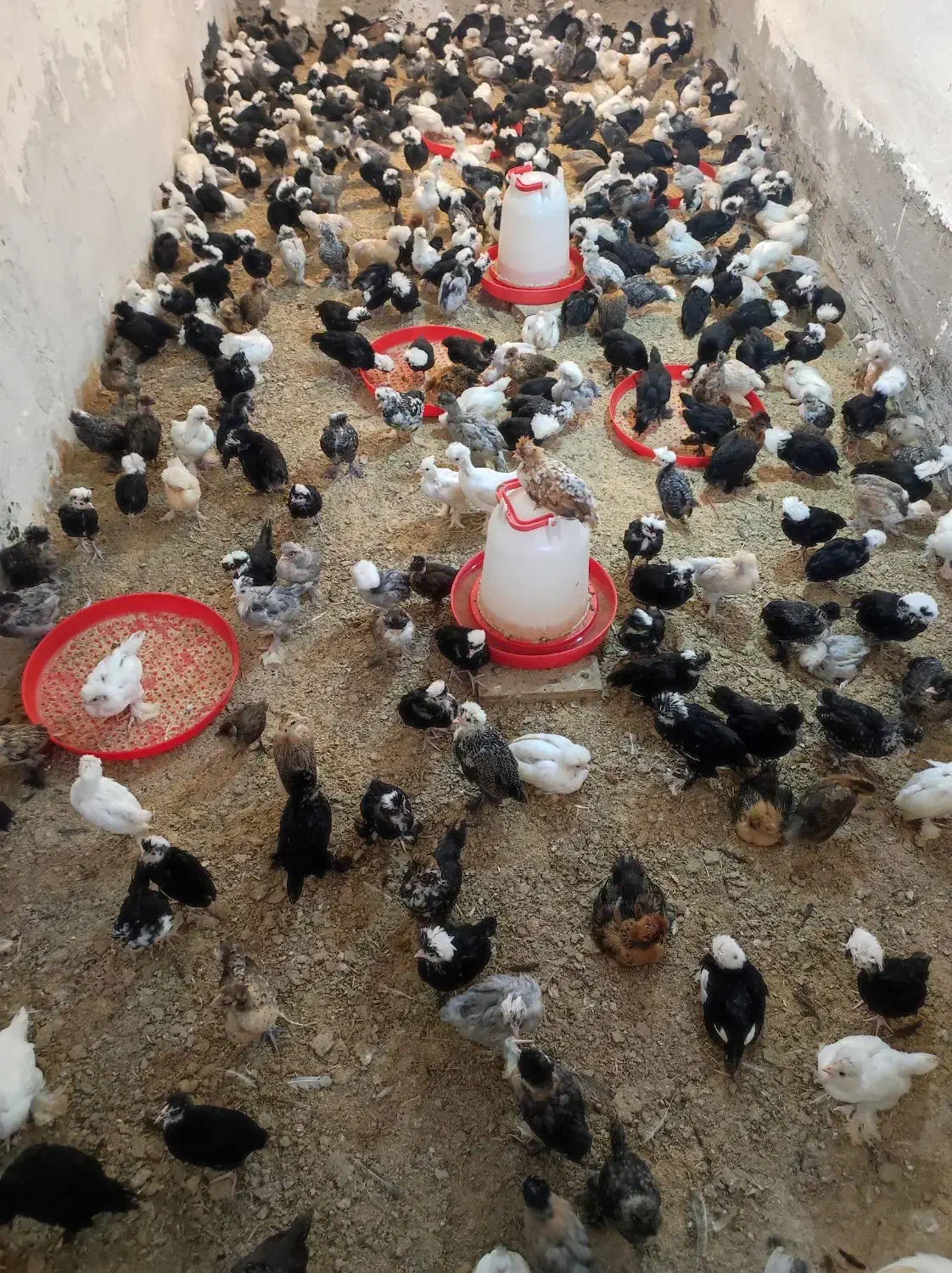 جوجه مرغ خروس سلطان پولند لهستانی زینتی کاکل پاپر|حیوانات مزرعه|رشت, حاجی آباد|دیوار