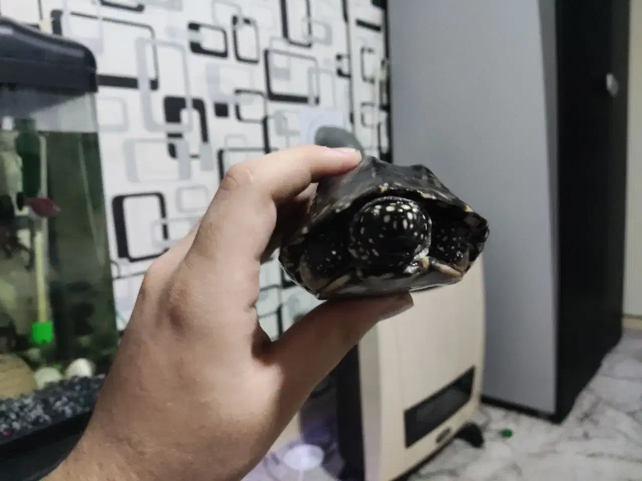 ماهی|ماهی|اراک, |دیوار