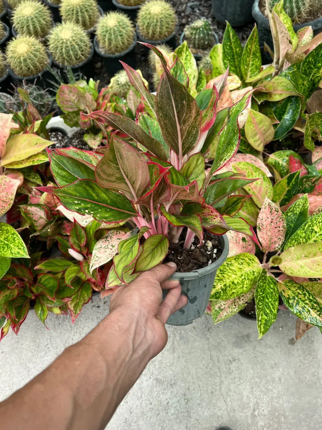 آگلونما پینک لیدی|گل و گیاه طبیعی|رشت, بیجارپس|دیوار