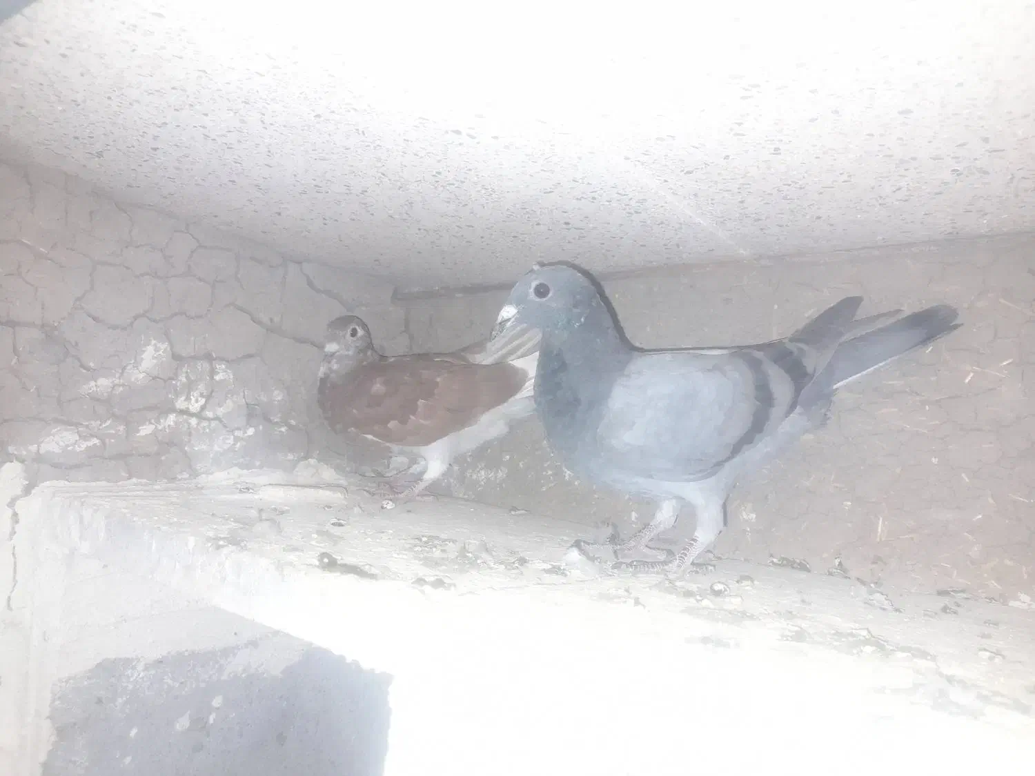 جوجه مسافتی|پرنده|ثمرین, |دیوار