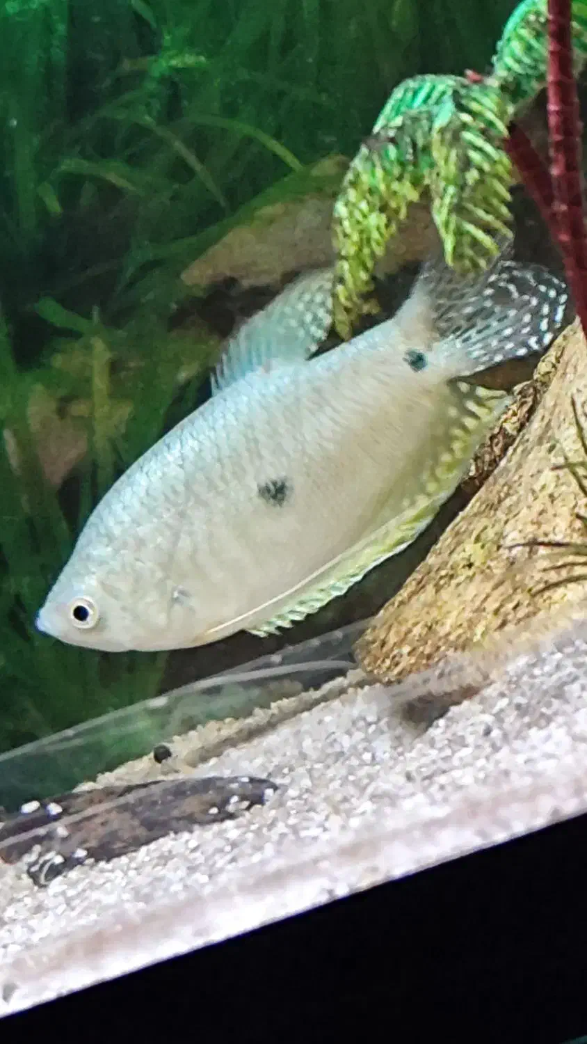 دو عدد ماهی گورامی و کت خرگوشی|ماهی|خورموج, |دیوار