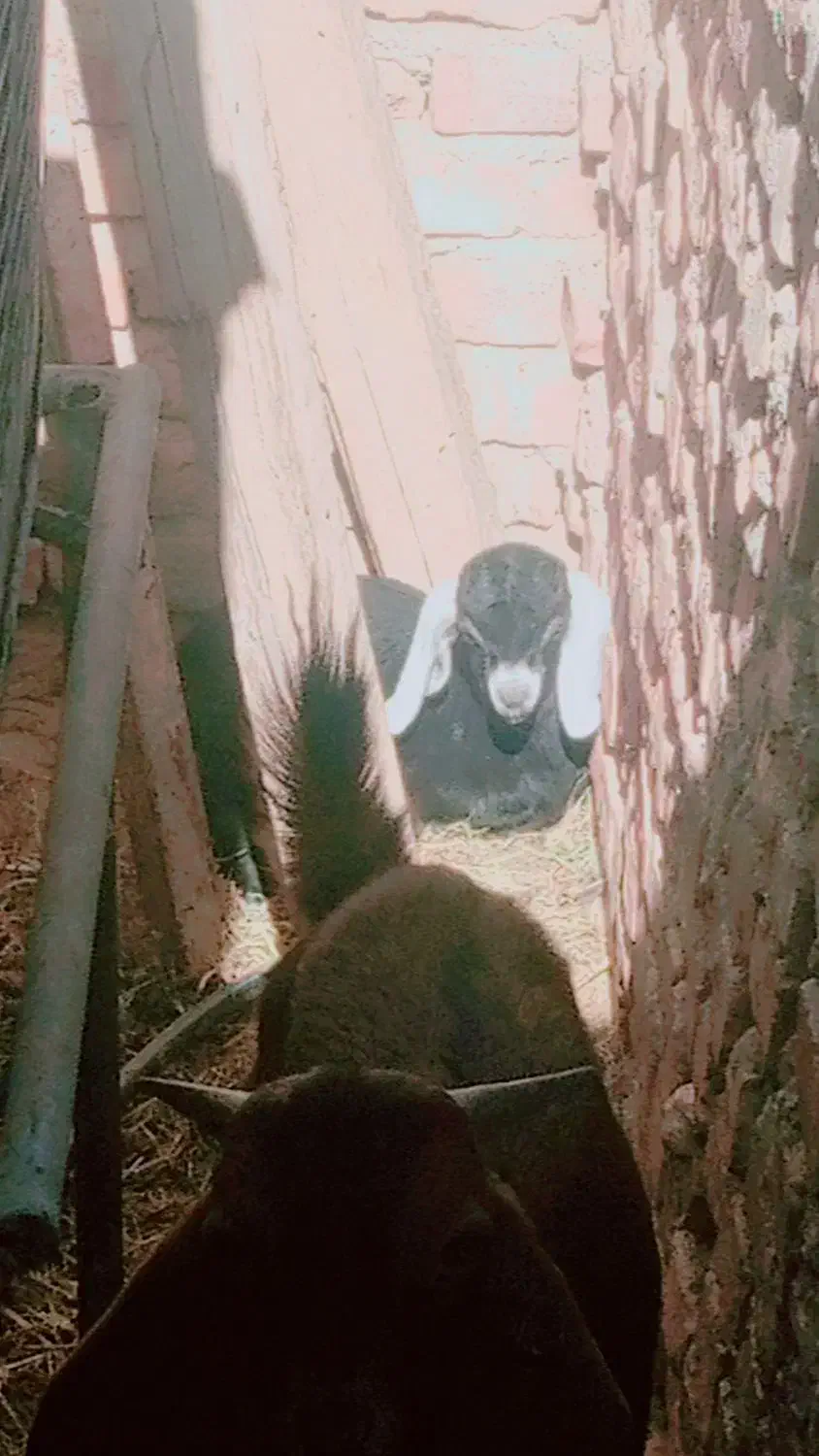 گوسفند|حیوانات مزرعه|ایرانشهر, |دیوار