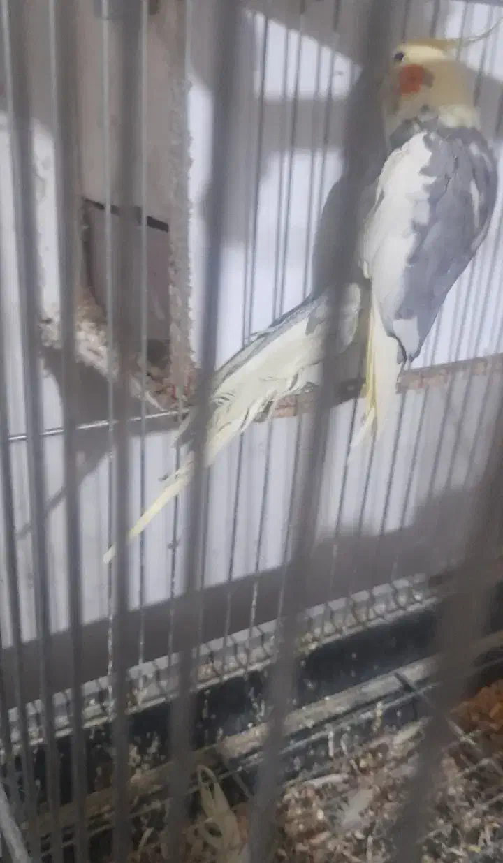 عروس ابلغ یک ساله|پرنده|قم, ولیعصر|دیوار