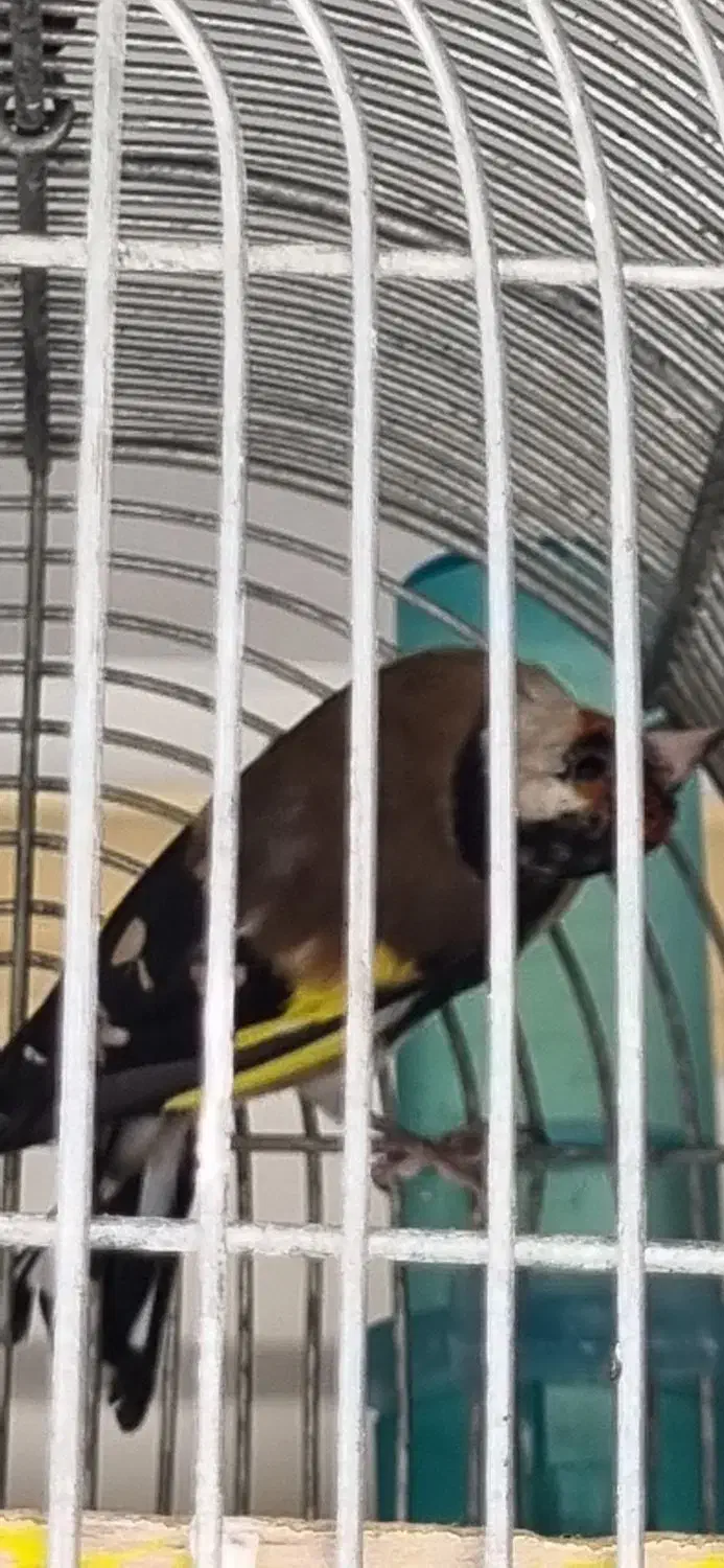 سهره چهارگل و سهره خاکی|پرنده|مشهد, پورسینا|دیوار