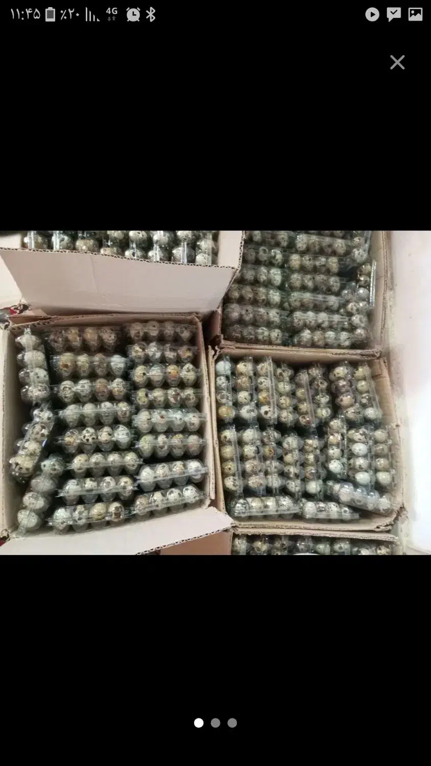 تخم و گوشت بلدرچین|خوردنی و آشامیدنی|چرداول, |دیوار