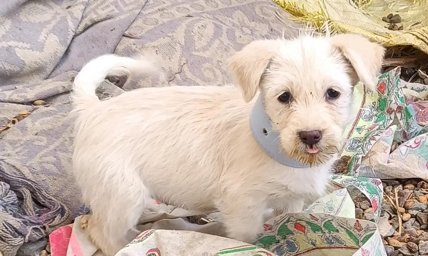 سگ پاپی زرنگ|سگ|تربتحیدریه, کلاته توکلی|دیوار