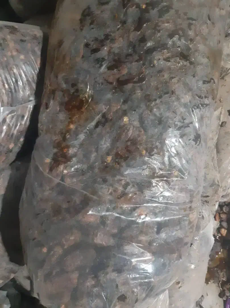 خرما ضایعات خرما|عمدهفروشی|لار, |دیوار