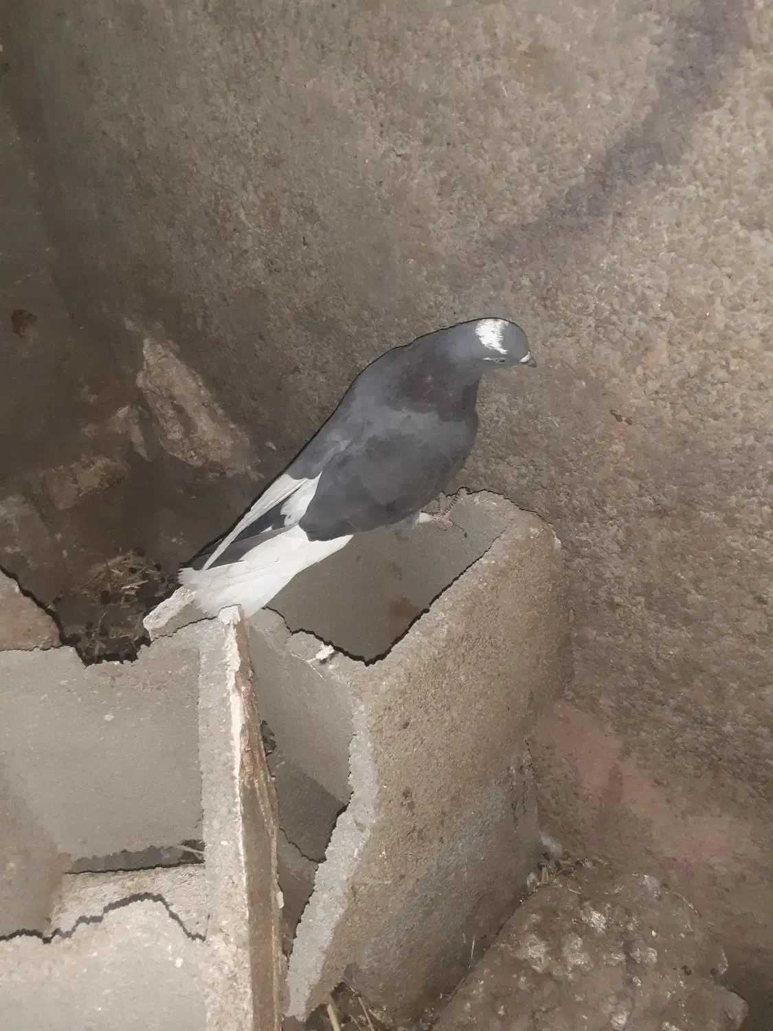 تعداد 15کبوتر به فروش میرسد|پرنده|پاتاوه, |دیوار